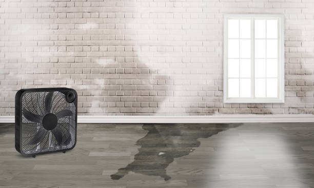 Best Water damage restoration experts  in Lake Nacimiento, CA